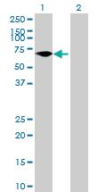 Anti-ZNF792 Mouse Polyclonal Antibody