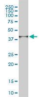 Anti-PSMD14 Mouse Monoclonal Antibody (HRP (Horseradish Peroxidase)) [clone: 11C612]