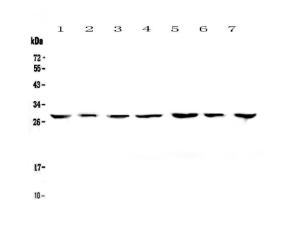 Anti-14-3-3 zeta/delta Polyclonal Antibody