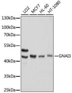 Western blot analysis of extracts of various cell lines, using Anti-GNAI3 Antibody (A92943) at 1:1,000 dilution The secondary antibody was Goat Anti-Rabbit IgG H&L Antibody (HRP) at 1:10,000 dilution Lysates/proteins were present at 25 µg per lane