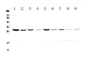 Anti-14-3-3 zeta/delta Polyclonal Antibody