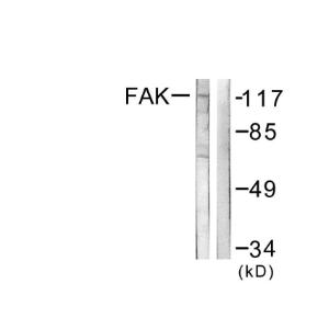 Antibody anti-FAK 100 µg