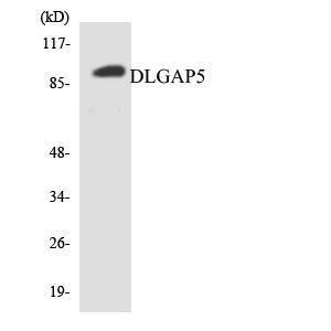 Western blot analysis of the lysates from HT 29 cells using Anti-DLGAP5 Antibody