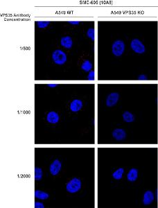 Immunocytochemistry/Immunofluorescence analysis of human A549 WT, VPS35 KO cells, using Anti-VPS35 Antibody [10A8] (A305035). The secondary antibody used was Donkey Anti-Mouse AlexaFluor 594. Clone can detect VPS35 at 1/2000 concentration