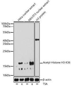 Western blot analysis of extracts of various cell lines, using Anti-Histone H3 (acetyl Lys36) Antibody (A306147) at 1:1,000 dilutio