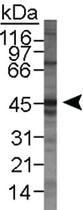 Anti-LYVE1 Rabbit Polyclonal Antibody