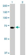 Anti-UBP1 Rabbit Polyclonal Antibody