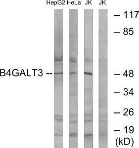 Antibody anti-B4GALT3 100 µg