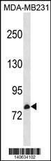 Anti-CNNM3 Rabbit Polyclonal Antibody (Biotin)