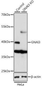 Western blot analysis of extracts from normal (control) and GNAI3 knockout (KO) HeLa cells, using Anti-GNAI3 Antibody (A92943) at 1:1,000 dilution The secondary antibody was Goat Anti-Rabbit IgG H&L Antibody (HRP) at 1:10,000 dilution Lysates/proteins were present at 25 µg per lane