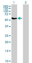 Anti-TRAF3 Mouse Polyclonal Antibody