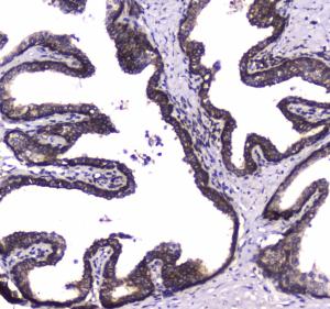 Anti-WWOX Polyclonal Antibody