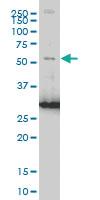 Anti-PTEN Mouse Monoclonal Antibody [clone: 1E9]