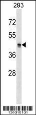 Anti-MRGPRX2 Rabbit Polyclonal Antibody (FITC (Fluorescein Isothiocyanate))