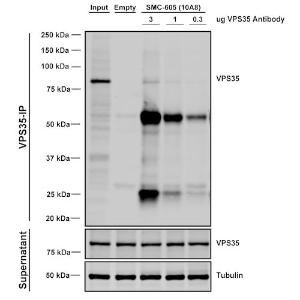 Immunoprecipitation analysis of mouse embryonic fibroblast using Anti-VPS35 Antibody [10A8] (A305035). Three amounts of A305035 (3, 1 and 0.3 ug) were non-covalently coupled to 10uL of A/G sepharose beads for 1 hour at 4 °C and next incubated with 250ug of A549 lysate for 2 hours at 4 °C