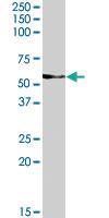 Anti-VANGL2 Goat Polyclonal Antibody