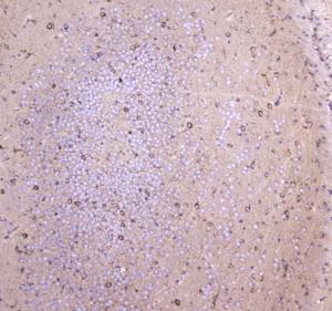 Anti-WWOX Polyclonal Antibody