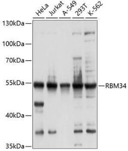 Western blot analysis of extracts of various cell lines, using Anti-RBM34 Antibody (A8536) at 1:1,000 dilution