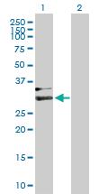 Anti-HPX Mouse Polyclonal Antibody