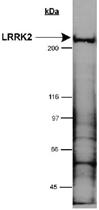 Anti-LRRK2 Rabbit Polyclonal Antibody