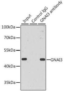 Immunoprecipitation analysis of 200 µg extracts of MCF-7 cells using 3 µg of Anti-GNAI3 Antibody (A92943) This Western blot was performed on the immunoprecipitate using Anti-GNAI3 Antibody (A92943) at a dilution of 1:1000