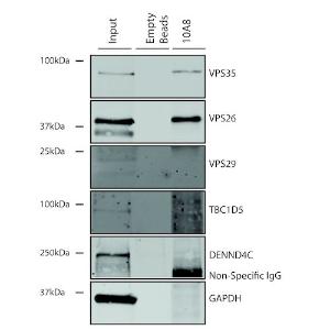 Immunoprecipitation analysis of mouse embryonic fibroblast using Anti-VPS35 Antibody [10A8] (A305035)