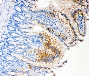 Anti-Caspase-3 (P17) Rabbit Polyclonal Antibody