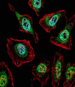 Anti-TFE3 Rabbit Polyclonal Antibody (FITC (Fluorescein Isothiocyanate))