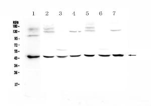 Anti-WWOX Polyclonal Antibody