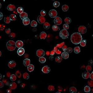 Immunofluorescent analysis of Raji cells stained with Anti-HLA DRB Antibody [LN-3 + HLA-DRB/1067] (CF&#174; 594) (Cyan).The nuclear counterstain is RedDot (Red)