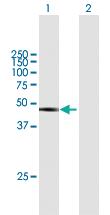 Anti-DAZAP1 Mouse Polyclonal Antibody