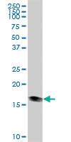 Anti-HSPB6 Mouse Polyclonal Antibody