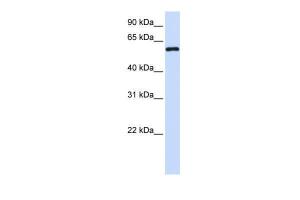 Anti-MTX1 Rabbit Polyclonal Antibody