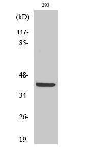 Western blot analysis of various cells using Anti-Akt1 S1 Antibody