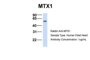 Anti-MTX1 Rabbit Polyclonal Antibody