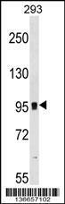 Anti-GRM7 Rabbit Polyclonal Antibody (PE (Phycoerythrin))