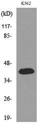 Western blot analysis of lysate from K562 cells using Anti-CX3CL1 Antibody