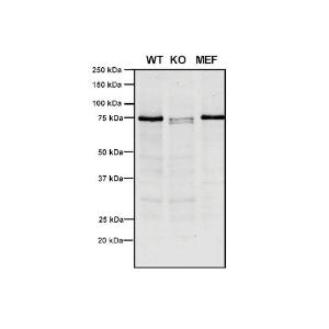 Western blot analysis of Human, mouse A549, MEF showing detection of VPS35 protein using Anti-VPS35 Antibody [10A8] (A305035) at 1:5 (tissue culture supernatant)