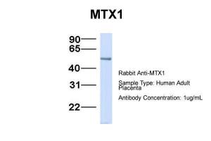 Anti-MTX1 Rabbit Polyclonal Antibody