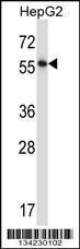 Anti-NFIA Rabbit Polyclonal Antibody (HRP (Horseradish Peroxidase))