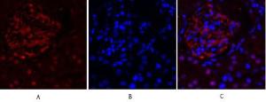 Anti-FAK Rabbit Polyclonal Antibody