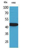 Western blot analysis of K562 cells using Anti-CX3CL1 Antibody