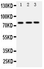 Anti-DDX4/MVH Rabbit Polyclonal Antibody