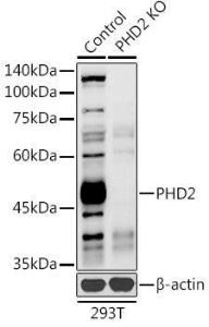 Anti-PHD2/prolyl hydroxylase antibody