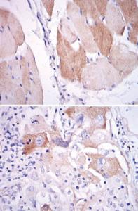 Anti-IL1B Mouse Monoclonal Antibody [clone: 3A6]