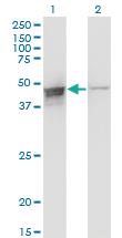 Anti-DAZAP1 Mouse Monoclonal Antibody [clone: 2F6]