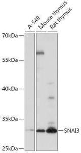 Anti-SNAI3 Rabbit Polyclonal Antibody