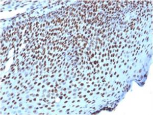 Immunohistochemical analysis of formalin-fixed, paraffin-embedded human tonsil using Anti-Histone H1 Antibody [AE-4]