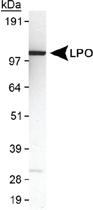 Anti-LPO Rabbit Polyclonal Antibody