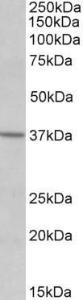 Anti-S1PR2 Antibody (A84856) (0.5 µg/ml) staining of Human Frontal Cortex lysate (35 µg protein in RIPA buffer). Primary incubation was 1 hour. Detected by chemiluminescence